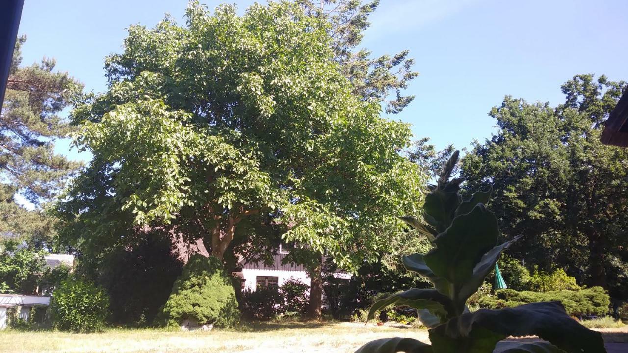 Ferienhaeuschen Villa บอร์น ภายนอก รูปภาพ
